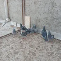 کبوتر|پرنده|مراغه, |دیوار