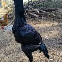 خروس لاری|حیوانات مزرعه|خاو و میرآباد, |دیوار