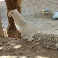 کفتر|پرنده|گرمسار, |دیوار