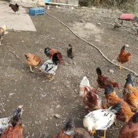 فروش مرغ و خروس درشت سالم و ارگانیک|حیوانات مزرعه|لنگرود, |دیوار