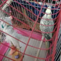 عروس هلندی ماده همراه با قفس|پرنده|ری, سیزده آبان|دیوار