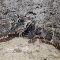 جوجه بوقلمون برنز انگلیسی اصل ۲ماهه