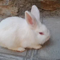 خرگوش لوپ|موش و خرگوش|مریوان, |دیوار