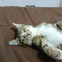 واگذاری گربه