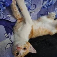 واگذاری رایگان بچه گربه ۴ ماهه|گربه|ری, ظهیرآباد|دیوار