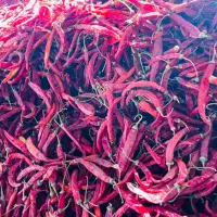 فلفل تند قلمی قرمز هشک