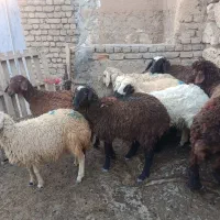 بره
