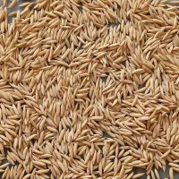 شالی دم سیاه قلم درشت به شرط|عمدهفروشی|گنبد کاووس, |دیوار