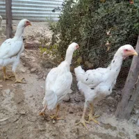 مرغ وخروس لاری اصل
