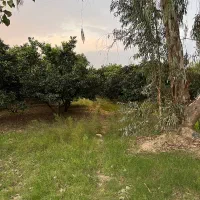 ۲۴۵۰ متر باغ مرکبات مرتب ۱۰۰ متری آسفالت|فروش زمین و ملک کلنگی|کیاکلا, |دیوار