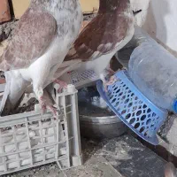 کفتر