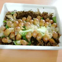 فروش حلزون آلبینو