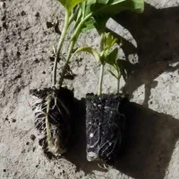 نشا گلخانه ای (فقط بادمجون )|گل و گیاه طبیعی|زابل, |دیوار