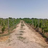 تولید انواع پایه های بتونی وفسکشی|عمده‌فروشی|تاکستان, |دیوار