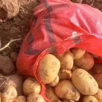 سیب زمینی|عمدهفروشی|بن, |دیوار