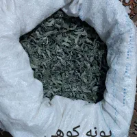گلپر کوهی .پونه کوهی.قوچ اوتو.گوموران|خوردنی و آشامیدنی|قم, سید معصوم|دیوار