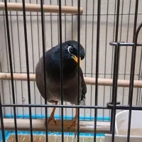 مینا سخنگو|پرنده|تهران, انبار نفت|دیوار