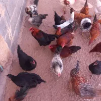 خروس نیمچه|حیوانات مزرعه|زاویه, |دیوار