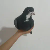 فروش کبوتر