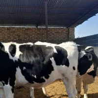 ۲ رس تلیسه ۷ ماه نیم قیمت ۳۳۰|حیوانات مزرعه|مرودشت, تخت جمشید|دیوار