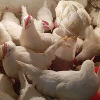 جوجه|حیوانات مزرعه|آق قلا, |دیوار