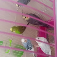 مرغ عشق و عروس هلندی