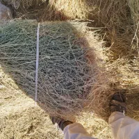 یونجه و علف مخلوط چین بهار|لوازم جانبی حیوانات|زنجان, |دیوار