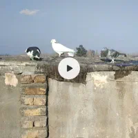 کفتر|پرنده|مشهد, چهاربرج|دیوار