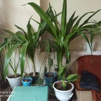 گل زیبای اشک ملکه استثنایی|گل و گیاه طبیعی|ابریشم, |دیوار