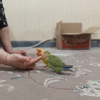 طوطی برزیلی|پرنده|ماهدشت, |دیوار