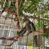 جفت عروس هلندی  بدون قفس