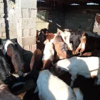 فروش‌بزغاله‌های‌چاق‌‌نر|حیوانات مزرعه|سیمین شهر, |دیوار