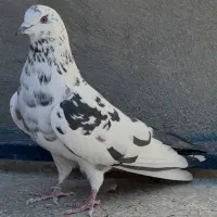 کبوترسیاه سفیدخوشکل