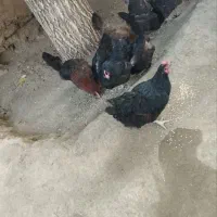 مرغ تخم گذار