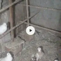 شازده زرد ماده فراری