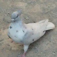 سرور کاکلی نر عطیقه