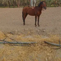 اسب فروشی معامله هم میکنم با اسب یا گوسفند