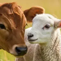 خوراک دام سبک و سنگین