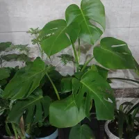 گل انجیری و کاکتوس