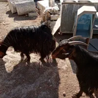 بز.|حیوانات مزرعه|شیراز, سعدیه شمالی|دیوار