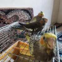 جوجه عروس هلندی سالم و سرحال|پرنده|اشنویه, |دیوار
