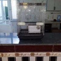 قفس بزرگ پرنده