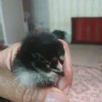 جوجه لاری