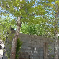 باغشهری-دالین