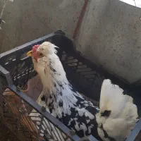 تخم مرغ گلین تازه و اصل|حیوانات مزرعه|اردبیل, |دیوار