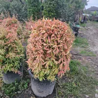 استخدام کارگر ساده برای نمایشگاه گل و گیاه