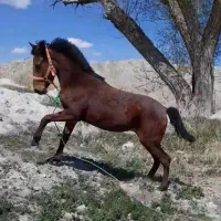 کره اسب نریان