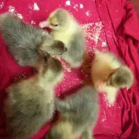 جوجه غاز محلی ۲ روزه