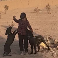 فروش سگ کوکر