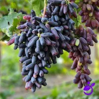 فروش تخصصی نهال موندراپ با ضمانت